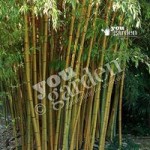 Pair of Yellow Bamboo Plants 1M tall
