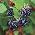 Blackberry thornless Chester 1L pot – pack x 2