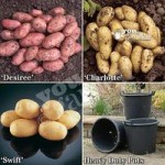 Complete Patio Potato Growing Kit Including Seed Potatoes, P