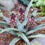 Spotted Pineapple Lily (Eucomis Freckles) plants x 3