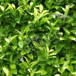Laurel Hedging (Prunus laurocerasus Rorundilfoia) 9cm pot 20