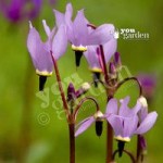 Perennial Dodecatheon meadia (Shooting Stars) 9cm – pack x3