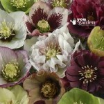 Hellebore Kings and Queens Mix – Pack of 10 Plants