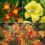 Hemerocallis (Day Lily) Hardy plant Collection – 3 varieties in 9cm pots