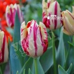 Tulip Grand Perfection Size:11/12 pack of 12 bulbs
