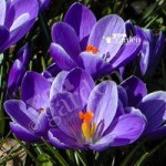 Crocus Large flowered Blue Size:7+ pack of 20 bulbs