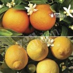 Pair of Large Citrus Trees in 6.5L pots with FREE Citrus Fee