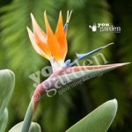 Strelitzia regina (Bird of Paradise Plant)