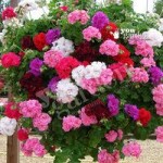 Rosebud Geranium collection – 12 plug plants