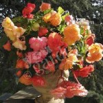 Fragrant Aromantic Begonia Tubers – pack of 10