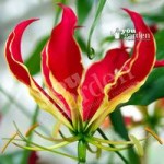 Exotic Flame Lily (Gloriosa rothschildiana) plant – pack of 3 tubers