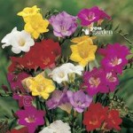 Bumper Pack of 100 Heat Treated Freesia corms