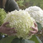 Tree Hydrangea Incrediball (Strong Annabelle) plant in 14cm pot