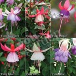 Compact Fuchsia Flower Fairy collection – 12 plugs
