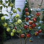Duo Fruit Tree – Apple Bramley & Braeburn