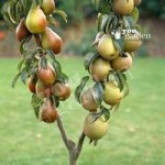 Duo Fruit Tree – Pear Conference & Concorde