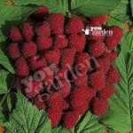 Premium Primocane Raspberry Autumn Bliss – pack x 5 short