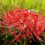 Lycoris radiata (Red Spider Lily) – pack of 5 bulbs