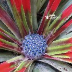 Hardy Bromeliad Fasicularia bicolour plant in 1L pot