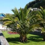 Pair of Hardy Canary Island Date Palm trees 80-100cm tall