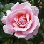 Full Standard Rose English Princess – bare root