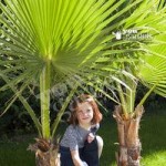 Hardy Cotton Palm (Washingtonia) 1M in 20cm pot