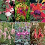 Complete Hardy Fuchsia garden ready collection – 6 varieties