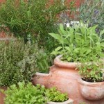 New Kitchen Garden Herb collection – 12 plugs