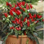 Chilli Pepper Potted Plant Collection x 5 varieites in 9cm pots