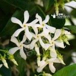 Trachelospermum jasminoides (Star Jasmine) vine plant 1.2M tall