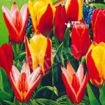 Tulip Kaufmanniana Mixed (early) Size:9/10 pack of 25 bulb