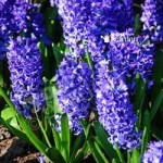Hyacinth Blue Size:14/15 pack of 10 bulbs