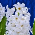Hyacinth White Size:14/15 pack of 10 bulbs