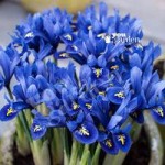 Iris reticulata Blue (miniature) Size:5/7 pack of 40 bulbs