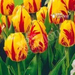 Tulip Washington Size:11/12 pack of 15 bulbs