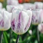 Tulip Flaming Flag Size:11/12 pack of 12 bulbs