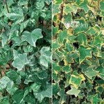 Trailing Ivy Collection – 12 plug plants in 2 colours