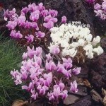 Cyclamen hederifolium – pack of 6 x 9cm