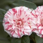 Camellia William Bartlett (Pink) 1L