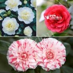 Camellia plant collection 3 varieties in 1L pots