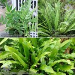 Evergreen Hardy Fern Collection x 3