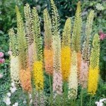 Eremurus Ruiter Hybrids (Foxtail Lily) plant- pack of 3 roots