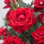 Gift Rose My Valentine 3L