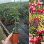 Fuchsia Whip Collection – 3 varieties