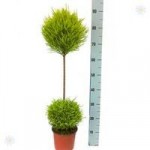 Cupressus Goldcrest Duo Ball Topiary tree 90cm (single)