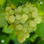 Table Grape Superior Seedless 5L