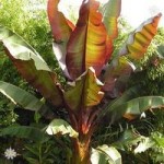 Ensete Maurelii (Red Abysinnian Banana) plant 70cm tall