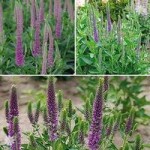 Hardy Veronica spicata Atomic palnt collection x 6 plants