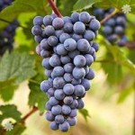 Grape Vine Zilga (Red) 1L