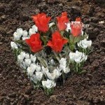 Plant-o-Mat Heart Tray Tulip & Crocus